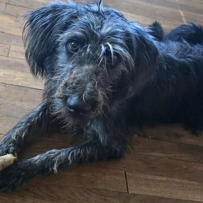 A young small-sized female Black German Wirehaired Pointer dog named Birdie for adoption in Marion, VA