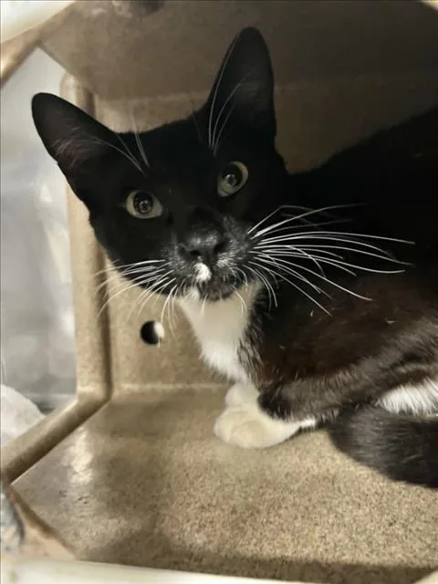 A young medium-sized male Black & White / Tuxedo Domestic Short Hair cat named Yoshi for adoption in Woodland, CA