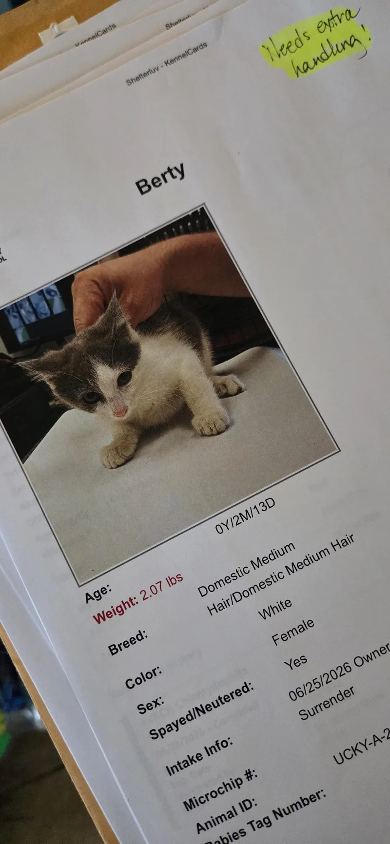 A young medium-sized female Gray & White Domestic Short Hair cat named Berty for adoption in Evansville, IN