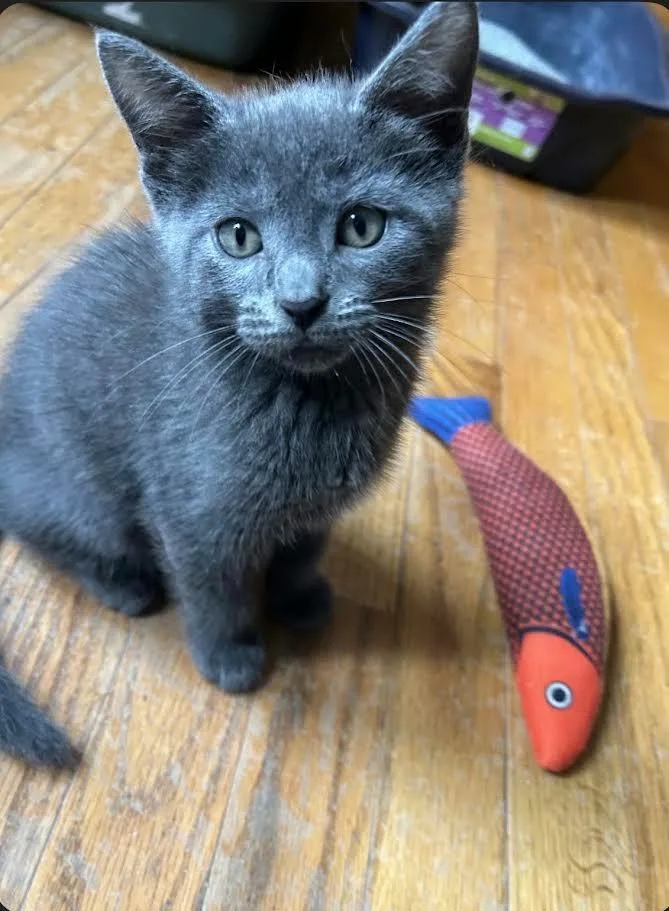 A baby medium-sized male Domestic Short Hair cat named Carlsbad for adoption in Hamilton, OH
