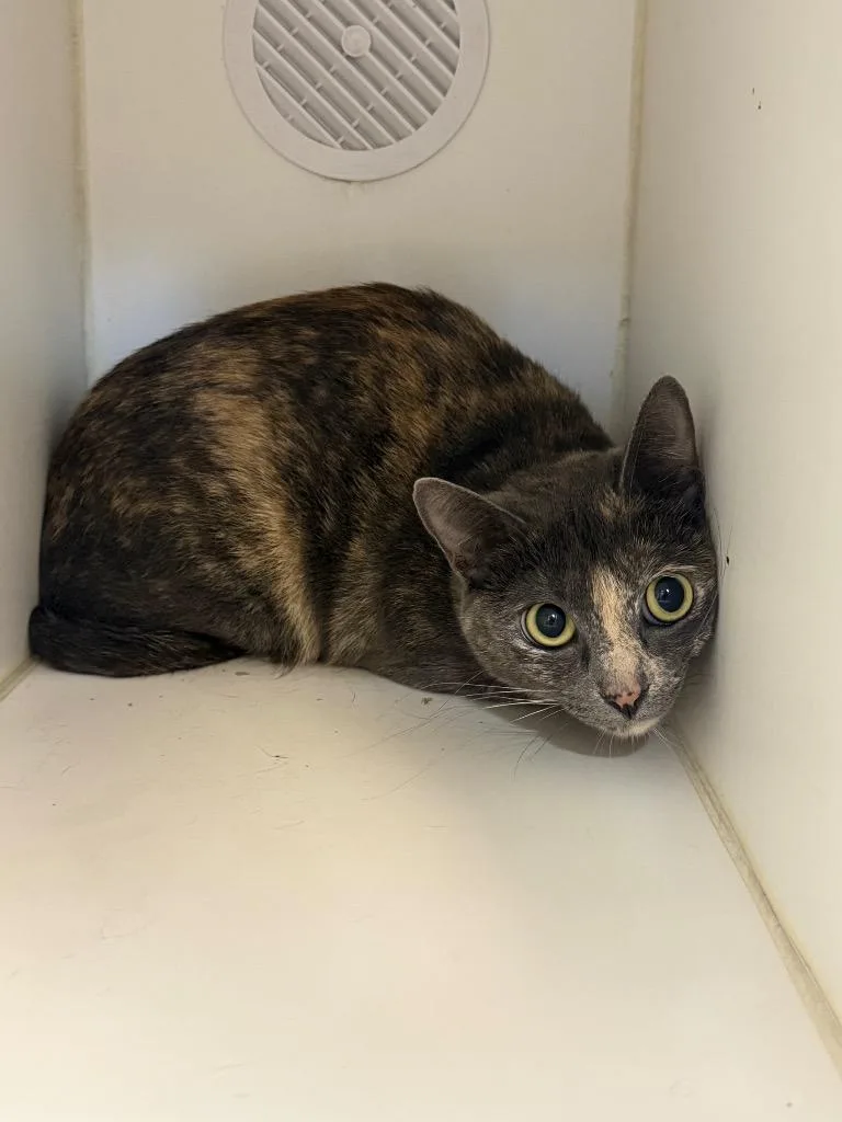 A young large-sized female Domestic Short Hair cat named Marina for adoption in Sapulpa, OK
