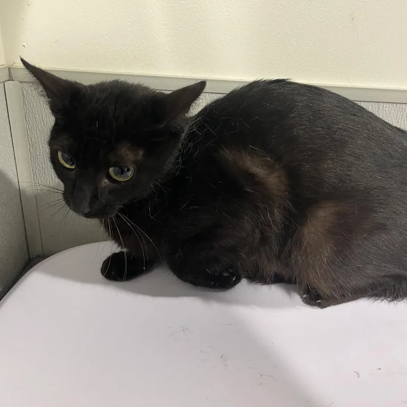 A young medium-sized female Black Domestic Short Hair cat named Ember for adoption in Tampa, FL