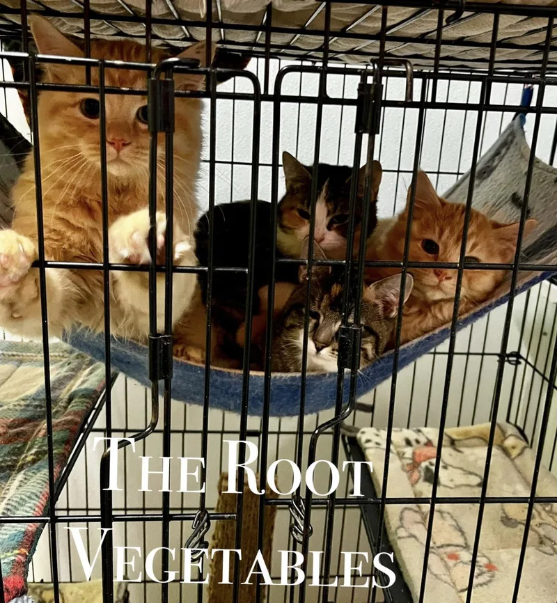 A young large-sized male Orange / Red Domestic Medium Hair cat named Parsnip for adoption in Estherville, IA