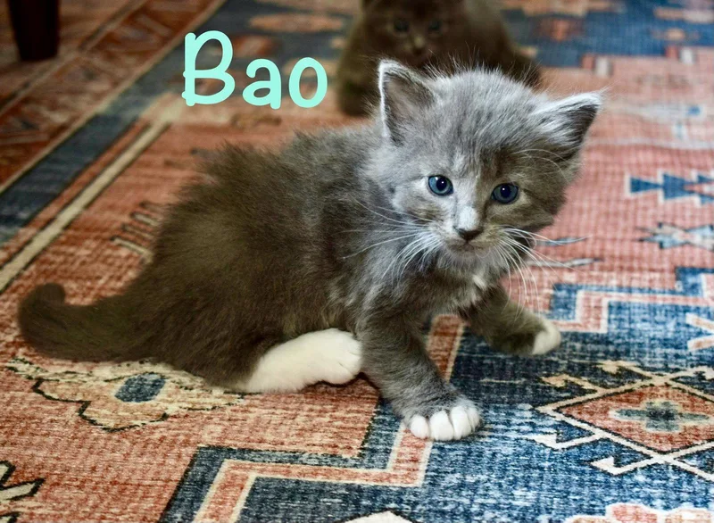 A baby medium-sized male Gray & White Domestic Medium Hair cat named Bao for adoption in Reston, VA