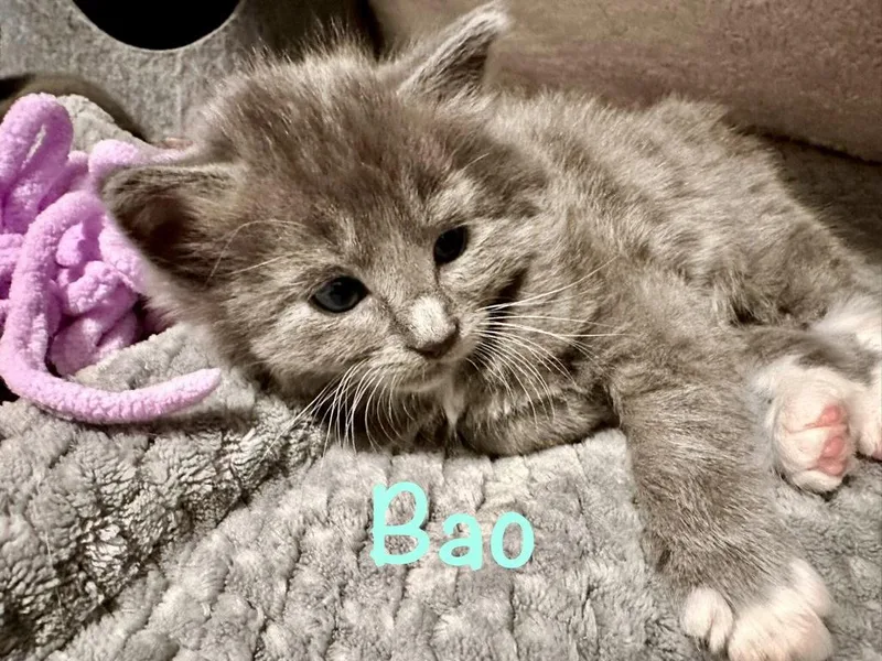 Bao thumbnail 2