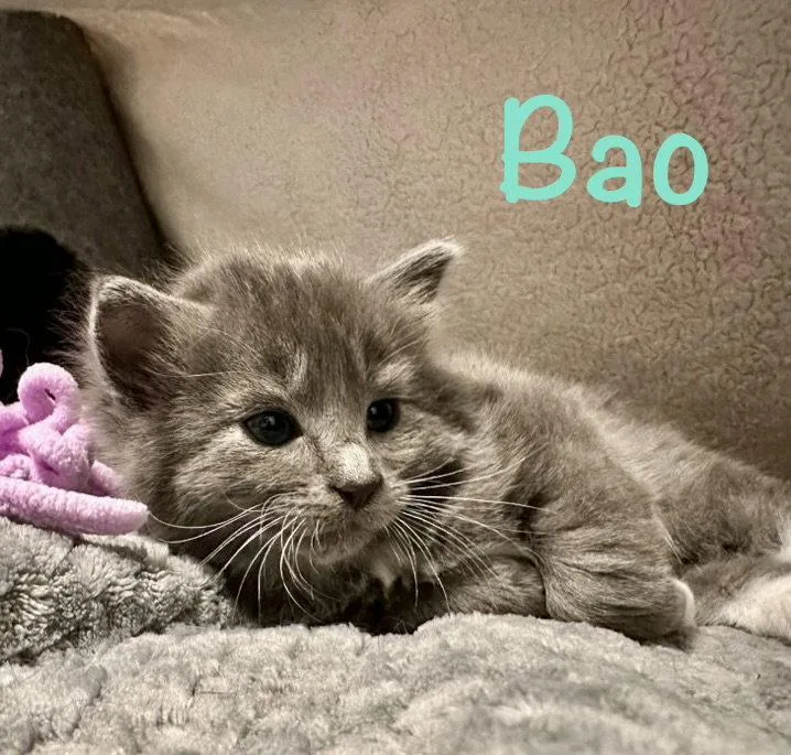 Bao thumbnail 3