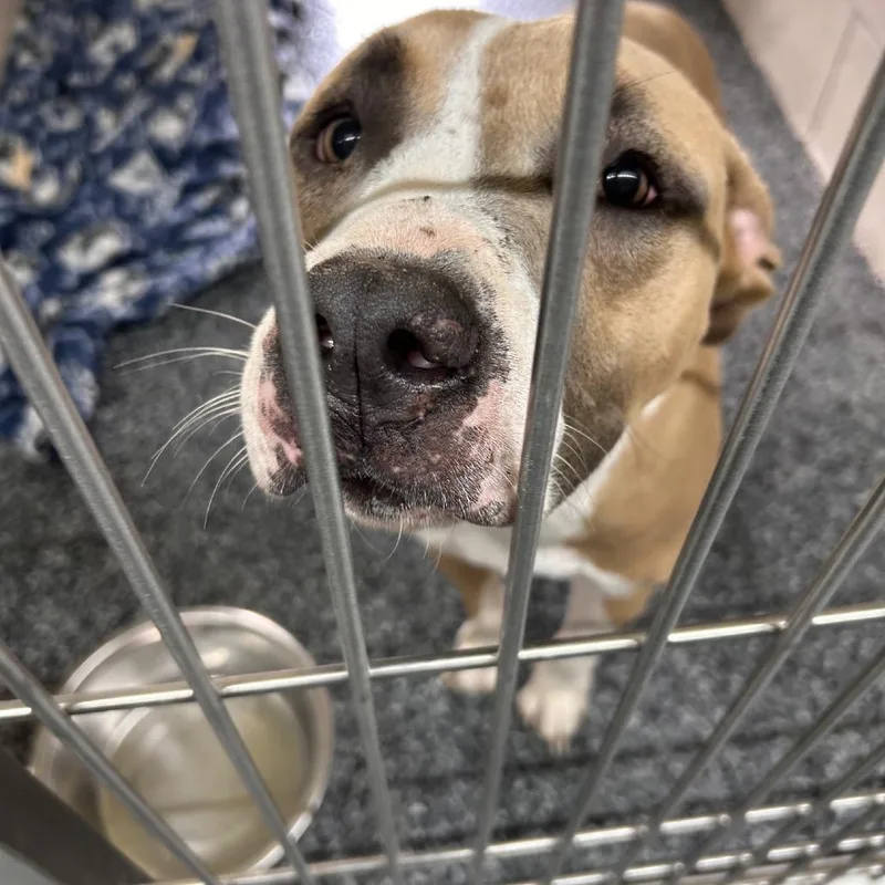 An adult small-sized female Yellow / Tan / Blond / Fawn Mixed Breed dog named Sutton for adoption in Buchanan Dam, TX
