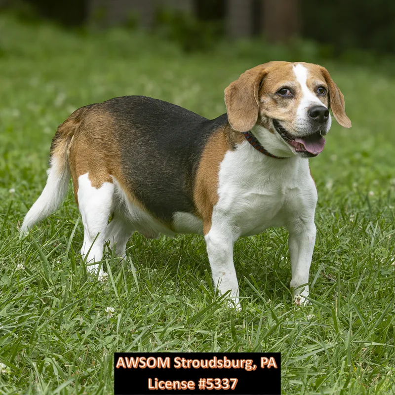 A senior medium-sized male Tricolor (Brown, Black, & White) Beagle dog named Griffey for adoption in Stroudsburg, PA