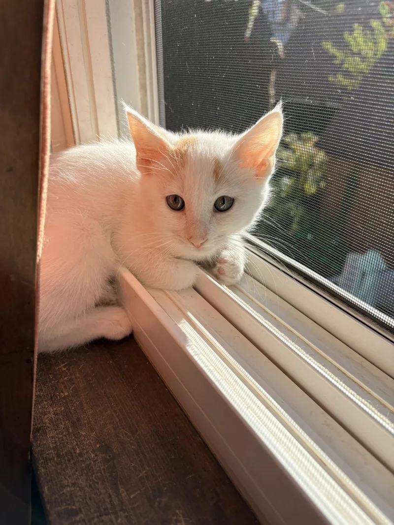 A baby small-sized male Buff & White Domestic Short Hair cat named Spiderman for adoption in Kalamazoo, MI