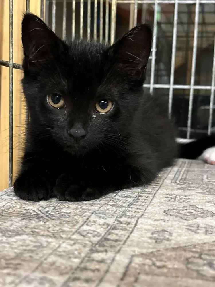 A baby small-sized female Black Domestic Short Hair cat named Hail for adoption in Southbury, CT