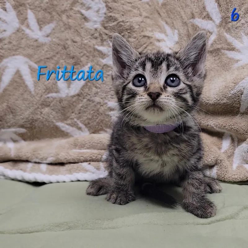 A baby small-sized female Brown / Chocolate Domestic Short Hair cat named Frittata for adoption in Parkersburg, WV