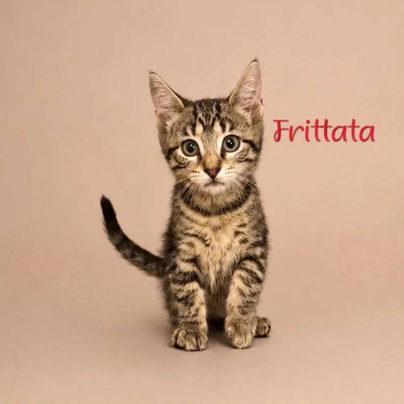 Frittata thumbnail 2