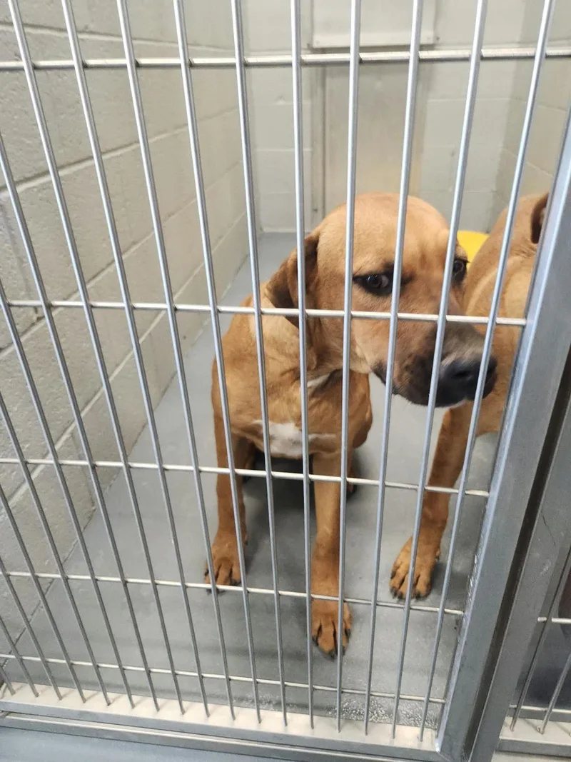 An adult medium-sized male Yellow / Tan / Blond / Fawn Hound dog named Picachu for adoption in Kingman, AZ