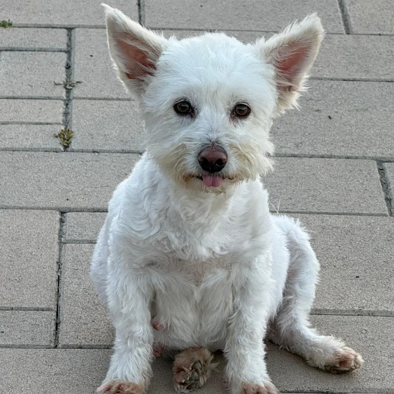 A young small-sized female White / Cream West Highland White Terrier / Westie dog named Lady Marshmallow for adoption in San Diego, CA