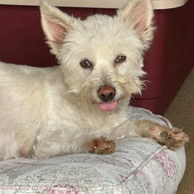 Lady Marshmallow thumbnail 2