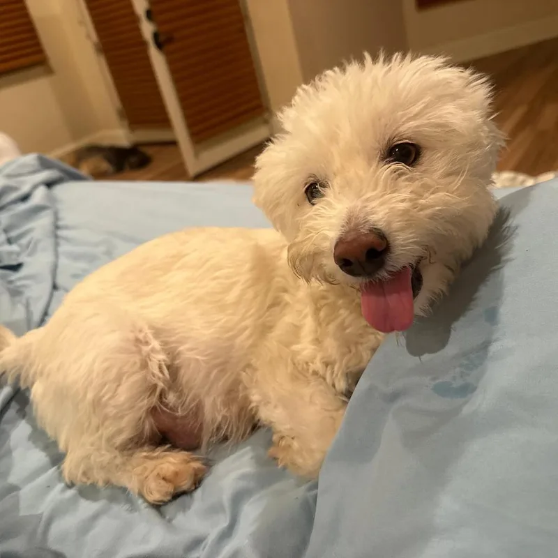 Lady Marshmallow thumbnail 3