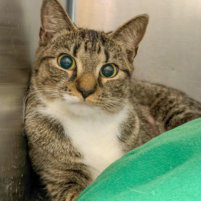 A young medium-sized female Brown / Chocolate Domestic Short Hair cat named Mama Yin for adoption in Scituate, MA