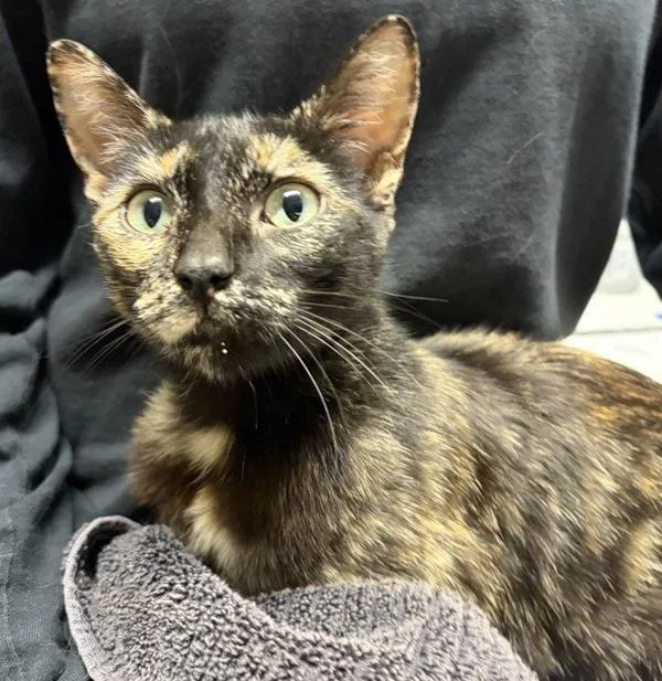 A young medium-sized female Domestic Short Hair cat named Mocha for adoption in Escondido, CA