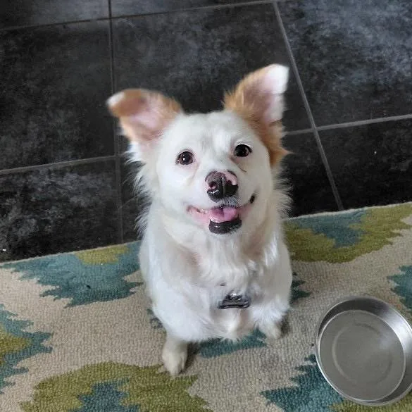 An adult small-sized female Border Collie dog named Lana for adoption in Winston Salem, NC
