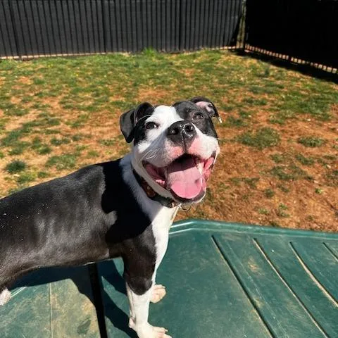 An adult medium-sized male Pit Bull Terrier dog named Shiloh for adoption in Lynchburg, VA