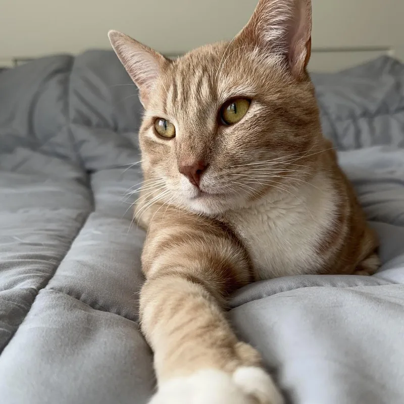 An adult small-sized male Orange / Red Domestic Short Hair cat named Sunny D Johal for adoption in Merrifield, VA