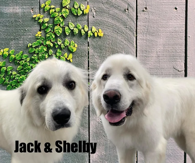 Jack & Shelby thumbnail 2