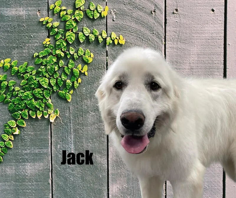 Jack & Shelby thumbnail 3