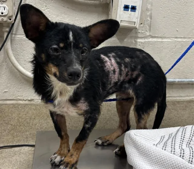 A young small-sized male Chihuahua dog named Elmo for adoption in Grand Prairie, TX
