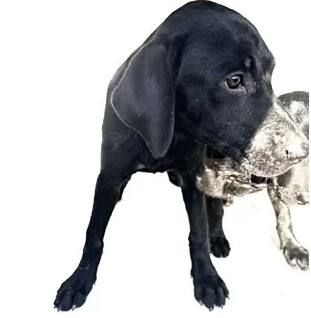 A baby medium-sized female Pit Bull Terrier dog named A for adoption in Houston, TX
