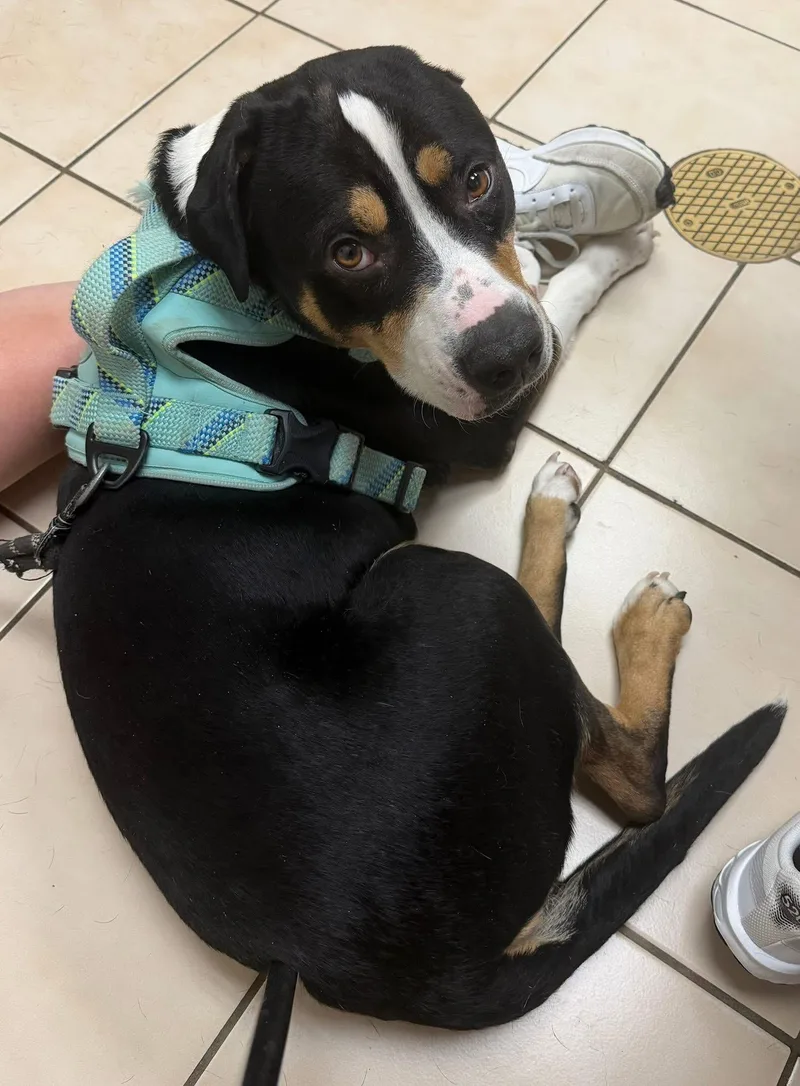 An adult large-sized male American Staffordshire Terrier dog named Onyx for adoption in Voorhees, NJ