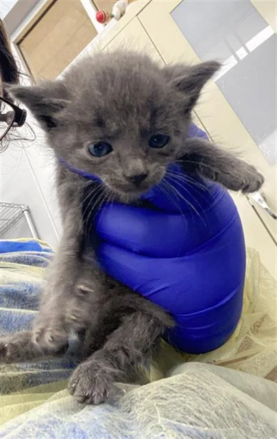 A baby medium-sized male Domestic Short Hair cat named Sol for adoption in Dallas, TX