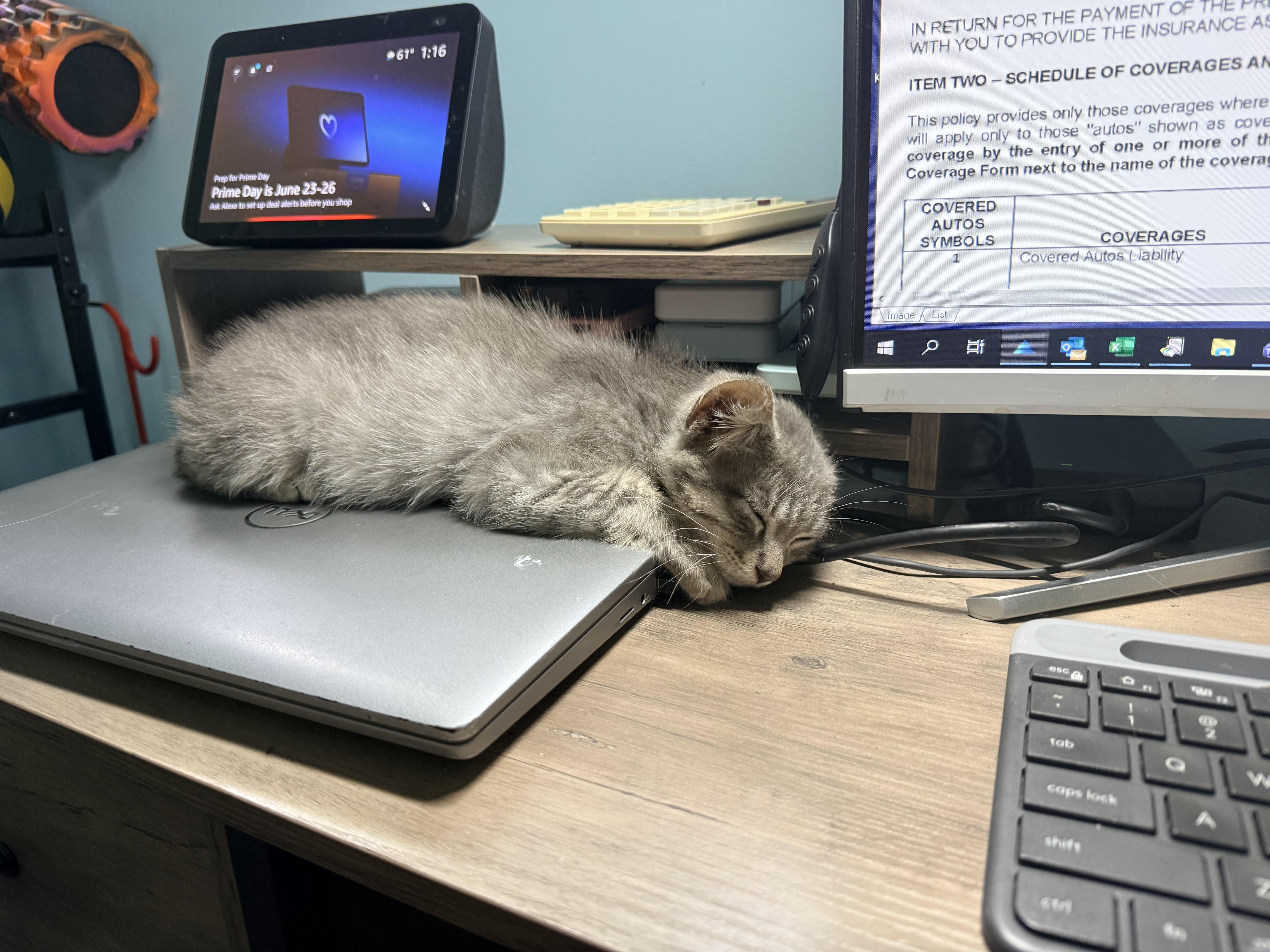 A baby large-sized male Tabby (Gray / Blue / Silver) Tabby cat named Grayson for adoption in White Lake, MI