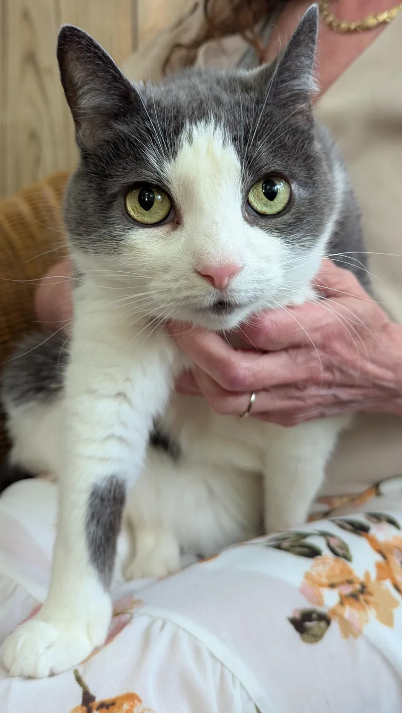 An adult medium-sized female Domestic Short Hair cat named Dip for adoption in Weehawken, NJ