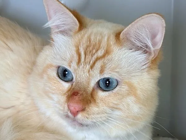 A young small-sized male Domestic Long Hair cat named Einstein for adoption in Sherwood, OR