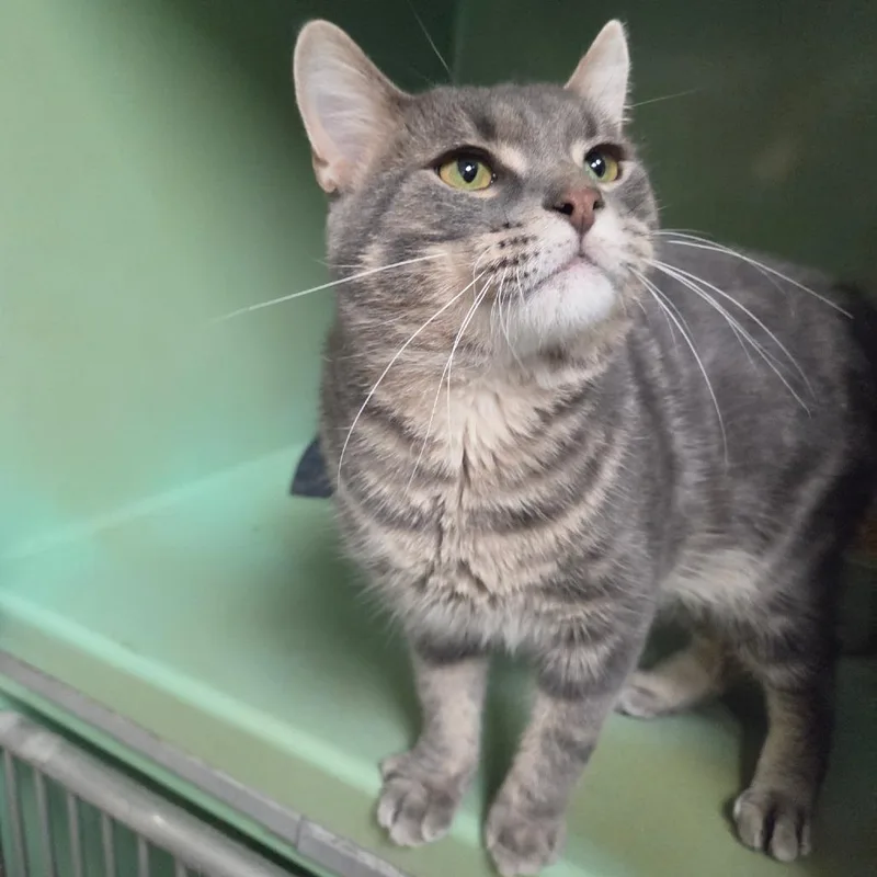 An adult large-sized male Domestic Short Hair cat named Frank the Tank for adoption in Normal, IL
