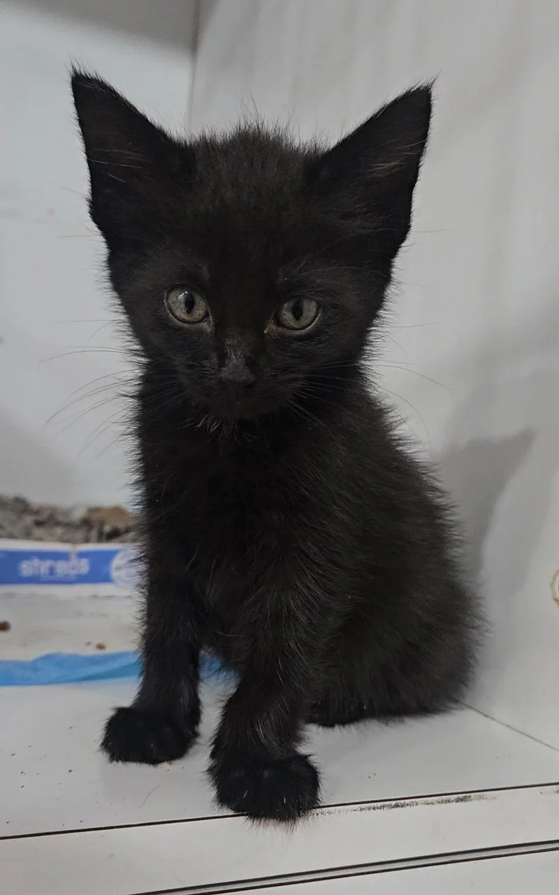 A baby medium-sized female Domestic Short Hair cat named Pixel for adoption in Forest, VA