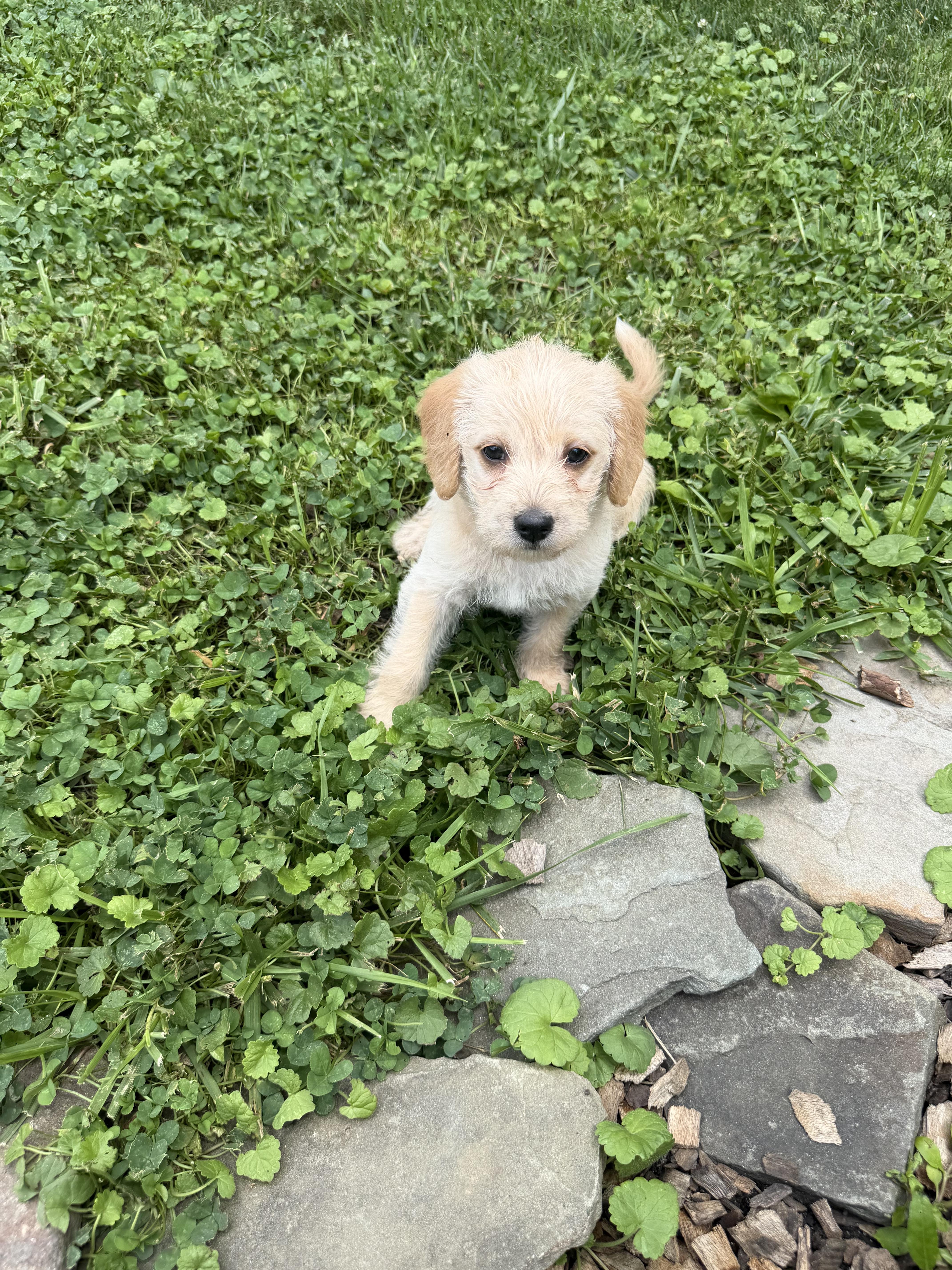 A baby small-sized female Terrier dog named Lark for adoption in Berlin, NJ