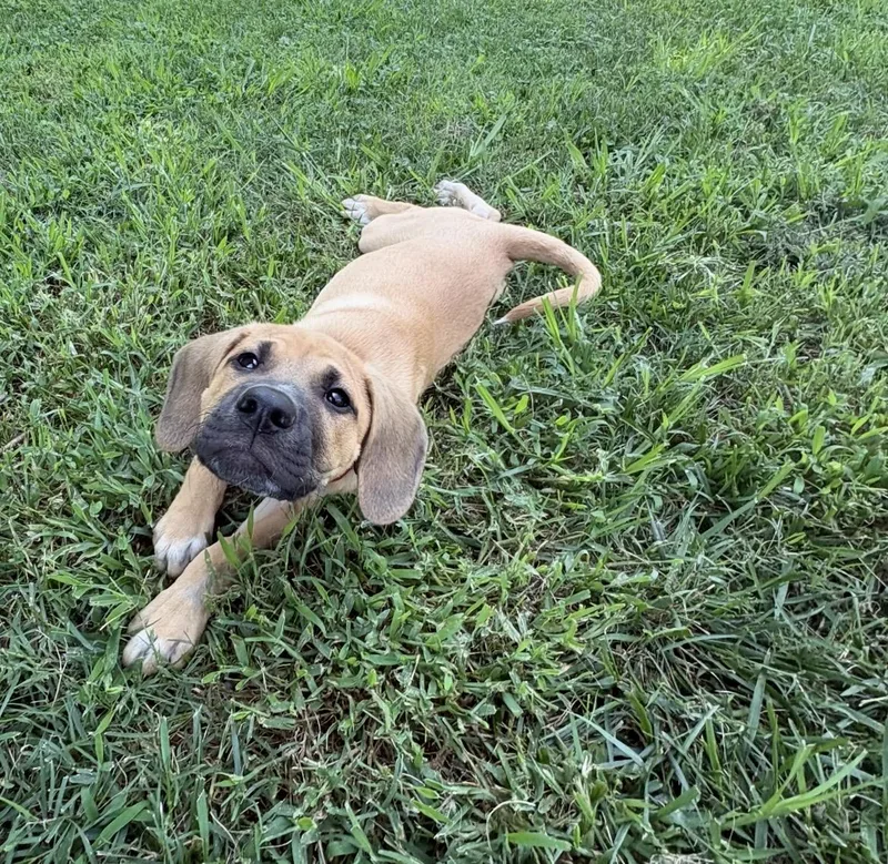 A baby medium-sized male Golden Labrador Retriever dog named Iver for adoption in Kannapolis, NC