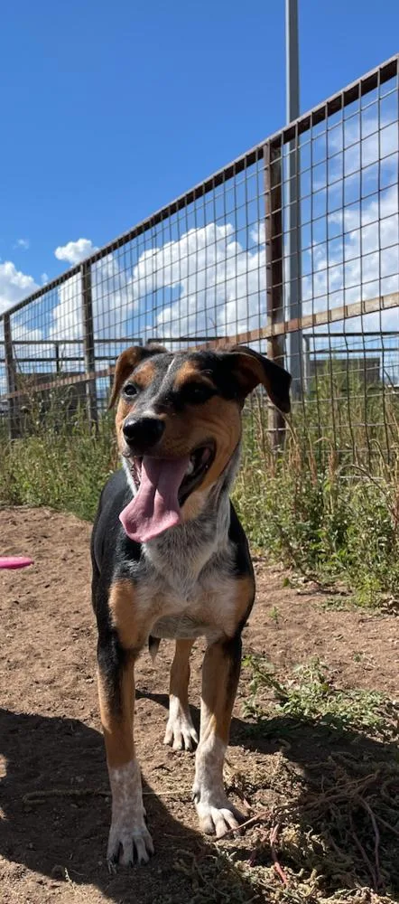 Lucky Charms thumbnail 2