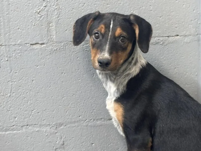 Lucky Charms thumbnail 3