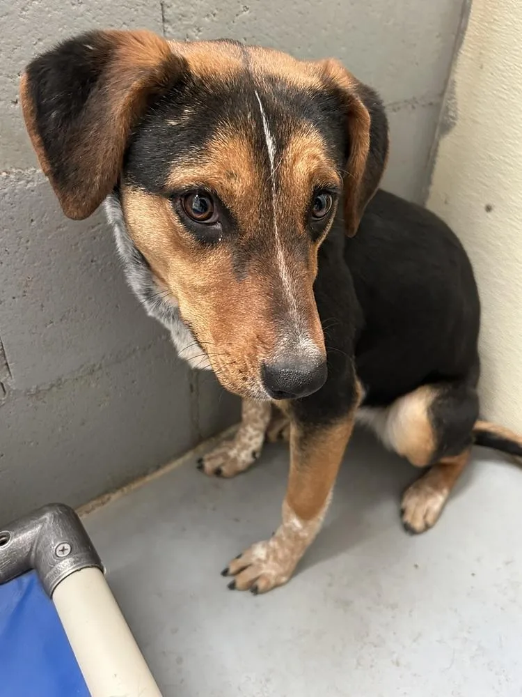 Lucky Charms thumbnail 4