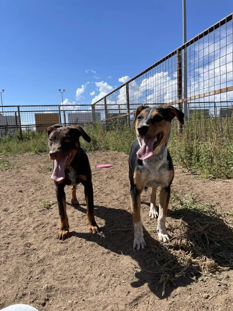 Lucky Charms thumbnail 5