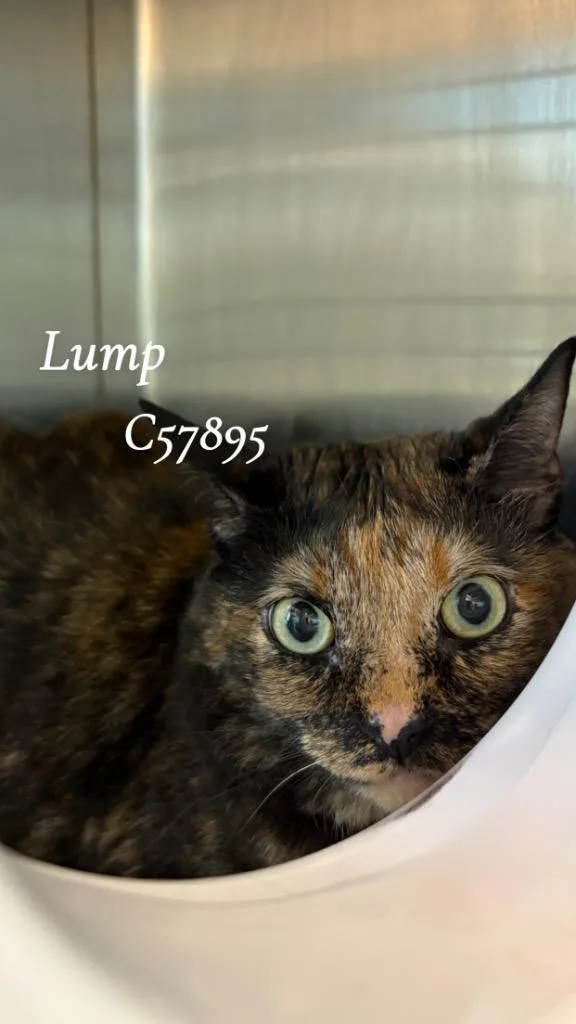 An adult medium-sized female Domestic Short Hair cat named Lump for adoption in Clarksville, TN