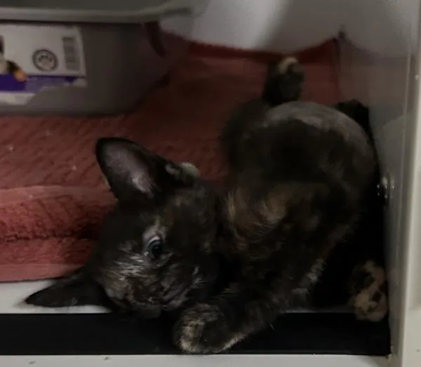A baby small-sized female Domestic Short Hair cat named Ethel for adoption in Oceanside, CA