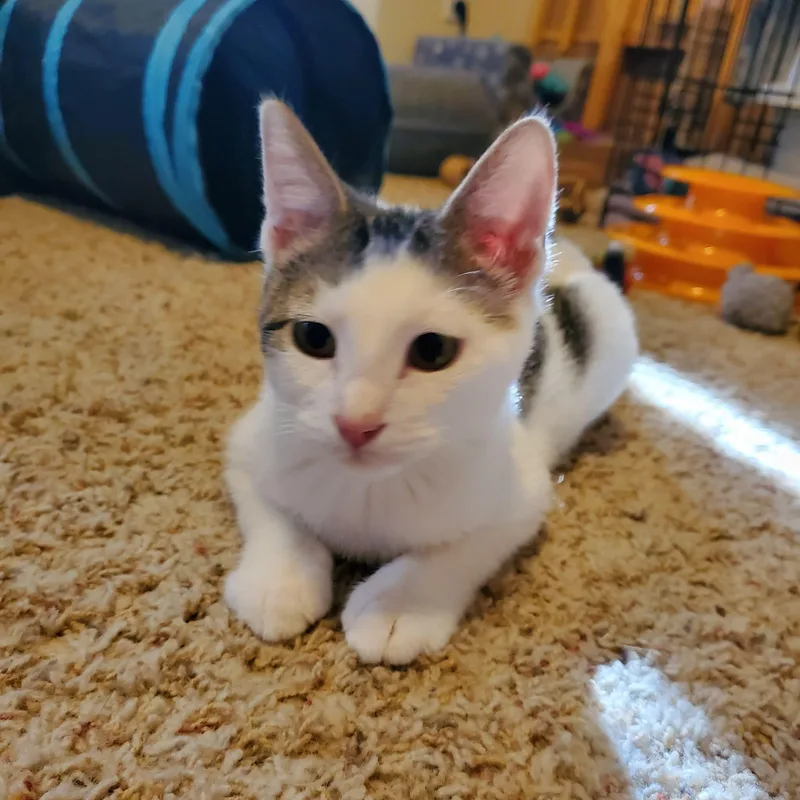 A baby small-sized male White Domestic Short Hair cat named Storm for adoption in Sedalia, MO