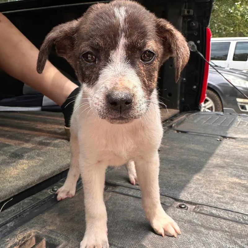 A baby small-sized female White / Cream Mixed Breed dog named Heather for adoption in Valley, AL