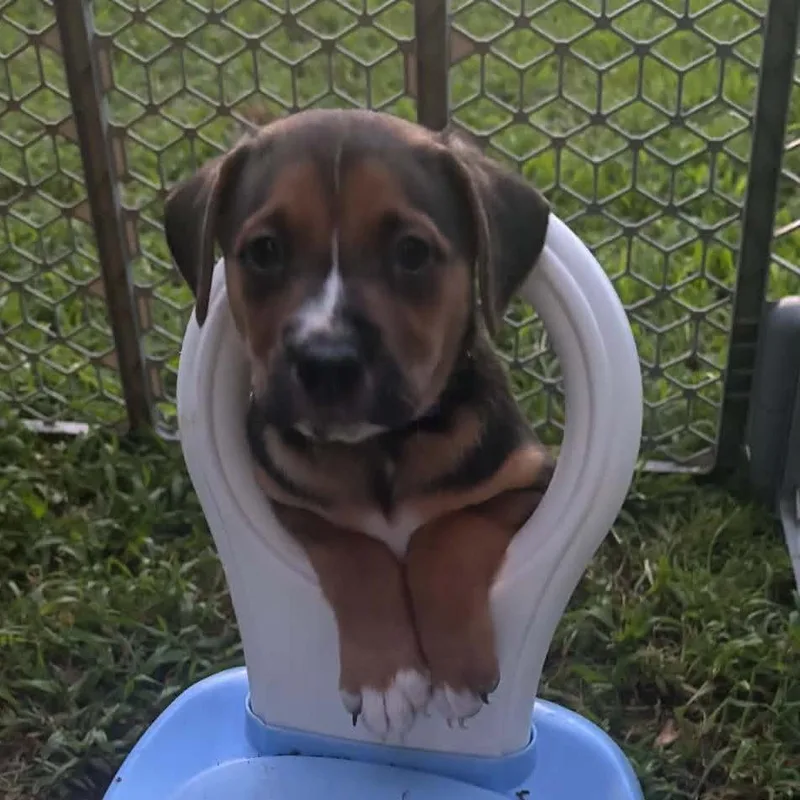 A baby medium-sized female Black Basset Hound dog named Molly for adoption in Travelers Rest, SC