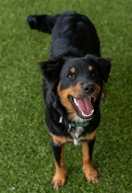 A young small-sized female Australian Shepherd dog named Rosa for adoption in Baytown, TX