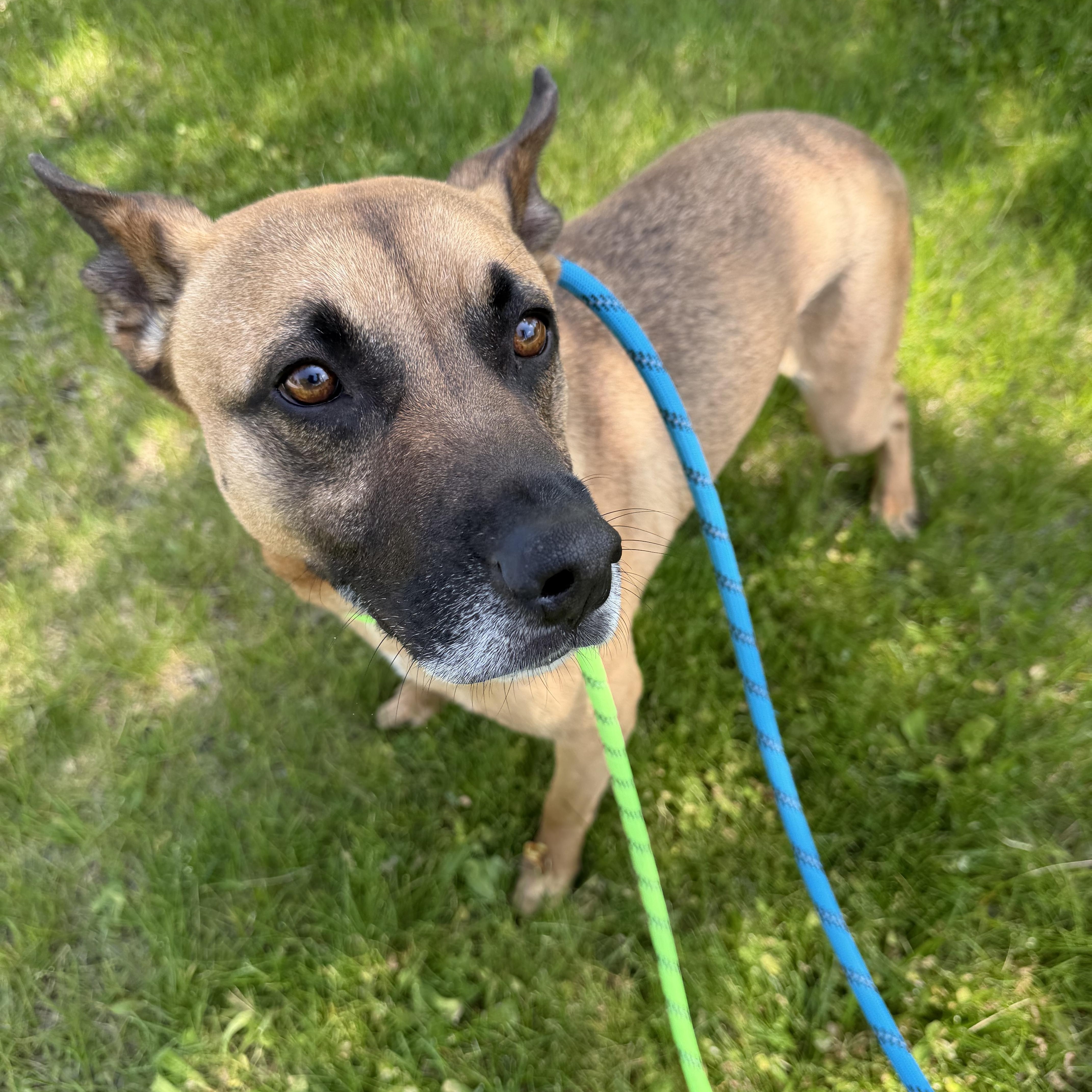 An adult medium-sized male Shepherd dog named Fezaroni for adoption in Mokena, IL