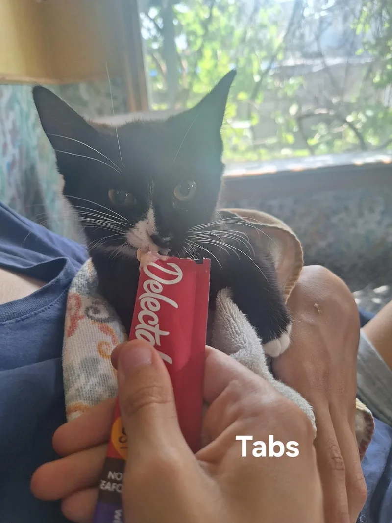A baby medium-sized male Black & White / Tuxedo Domestic Short Hair cat named Tabs for adoption in Chicopee, MA